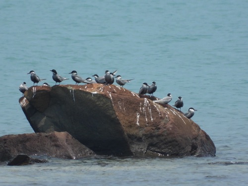 Whiskered Tern